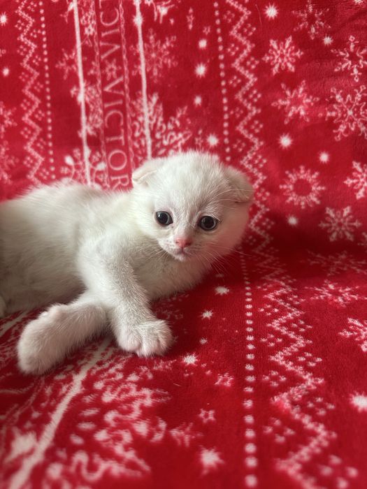 Котята  породистые «скоттиш-фолд»