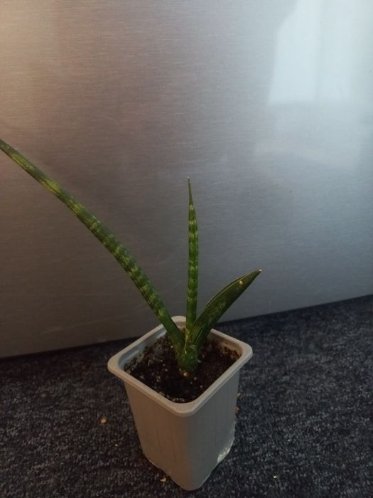 Сансeвиерия цилиндрика