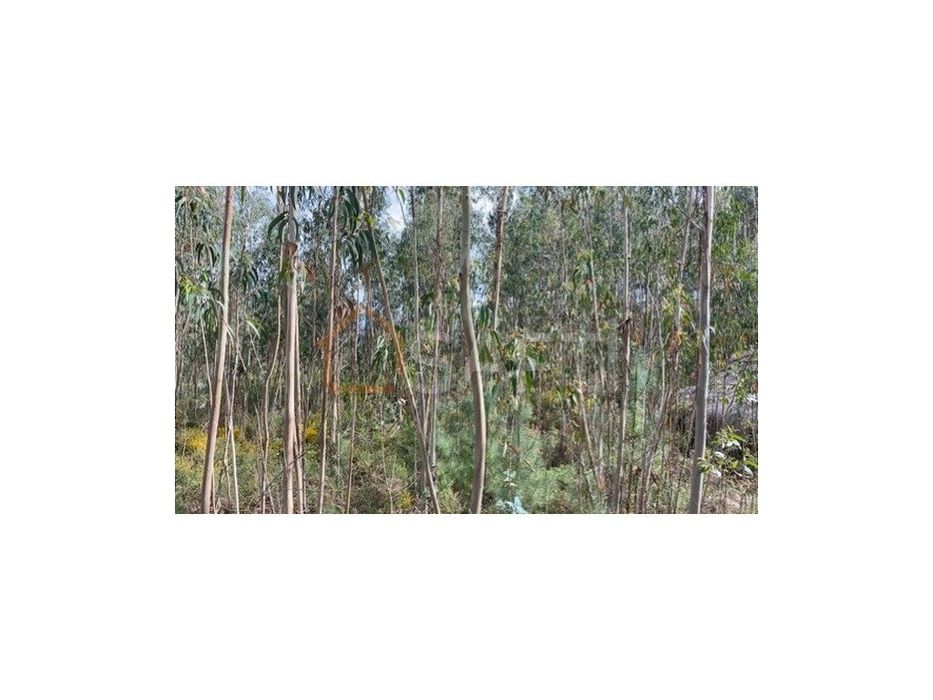 Terreno rústico junto a Anta Vende-se 360 m2 40 000€ TND