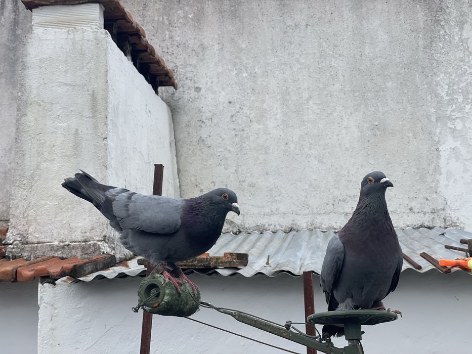 Dois casais de picas