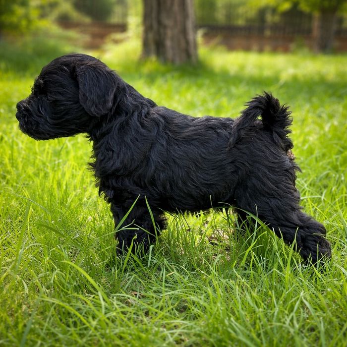 Sznaucer miniaturowy