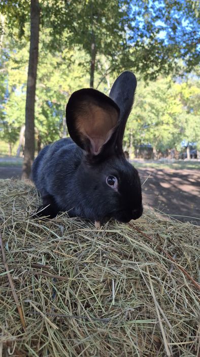 Продам кролика хлопчика