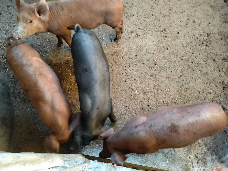 Leitões disponíveis