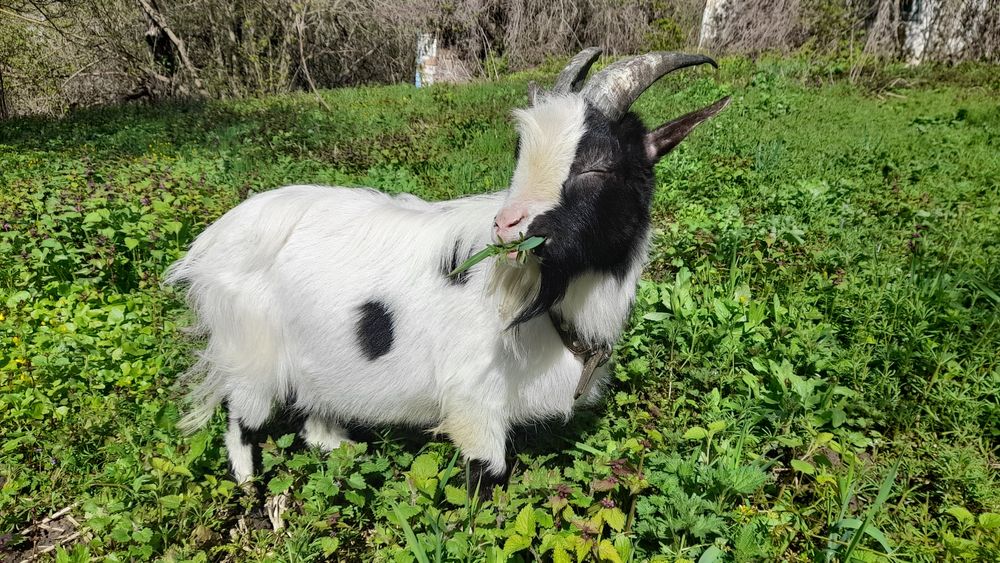 Камерунский козёл