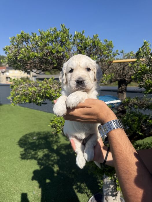 Golden Retriever menino
