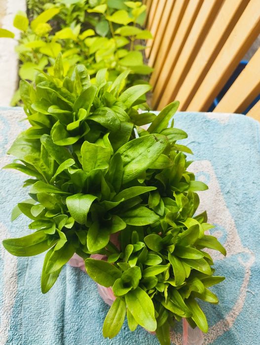 Продам саджанці гвоздики