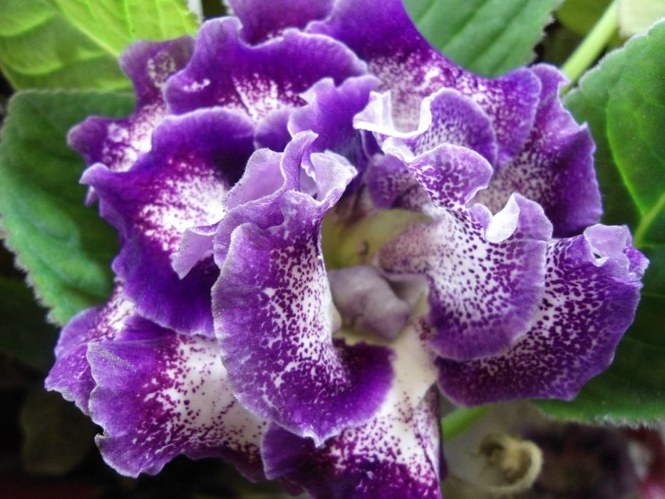 Продаю глоксинии