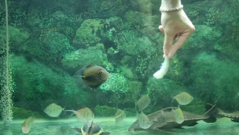 oxydora niger 20-25cm