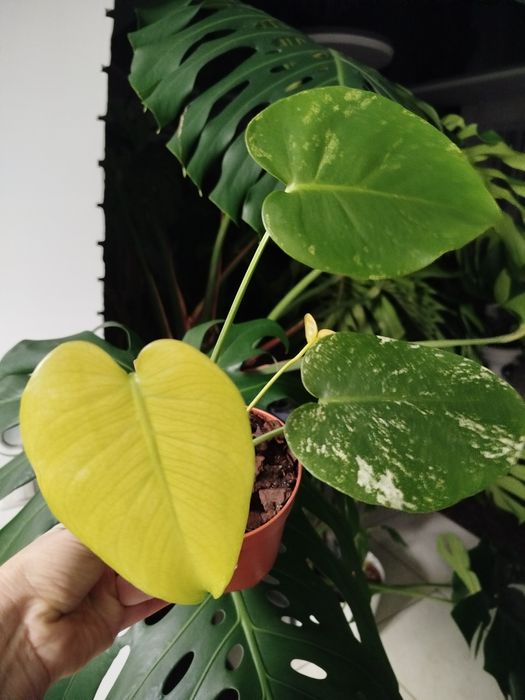 Продам гарненьку монстеру мінт