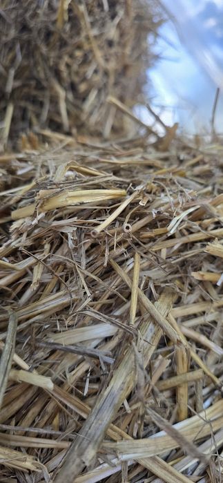 Солома,тюкована,