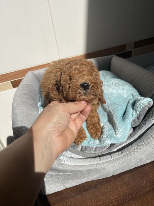 Мальтіпу ф1 та ф2