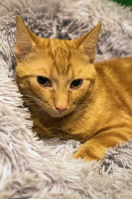 Harry i Ron szukają wspólnie domu