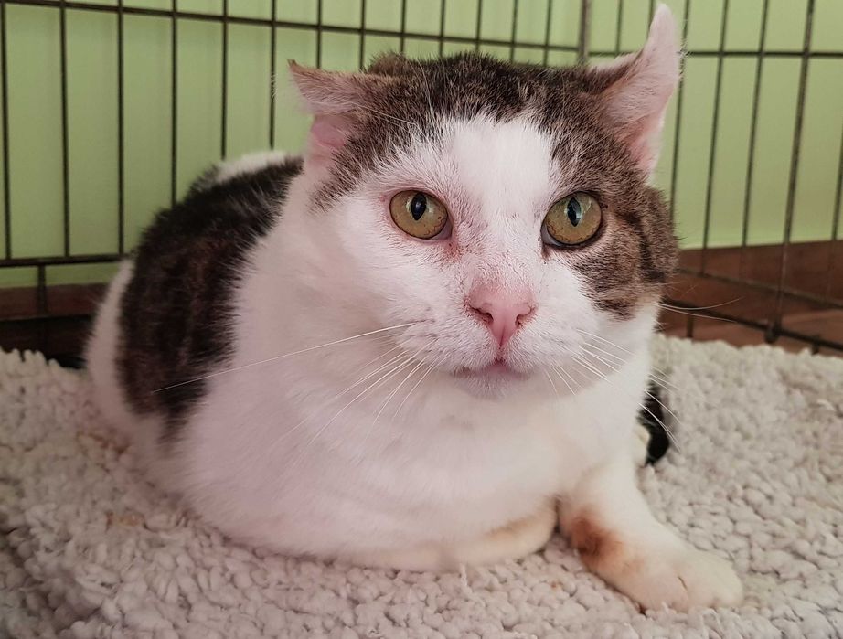 Poznań i okolice - kocurek Dynks szuka domu