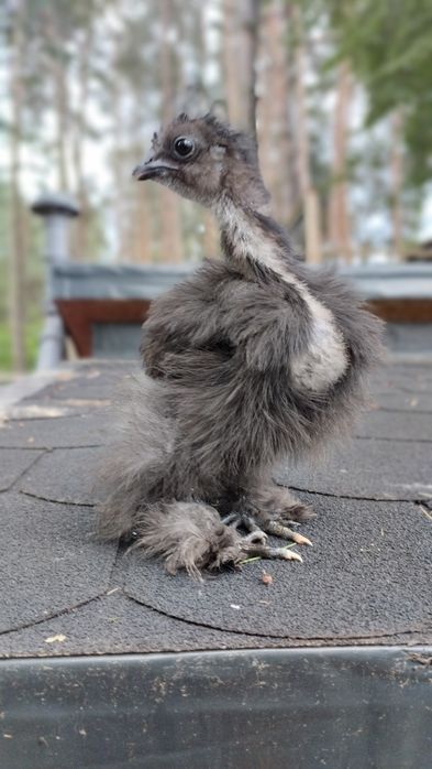Piękne kurczęta silki