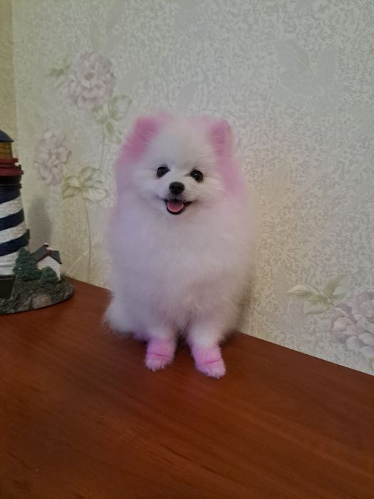 Померанский шпиц девочка