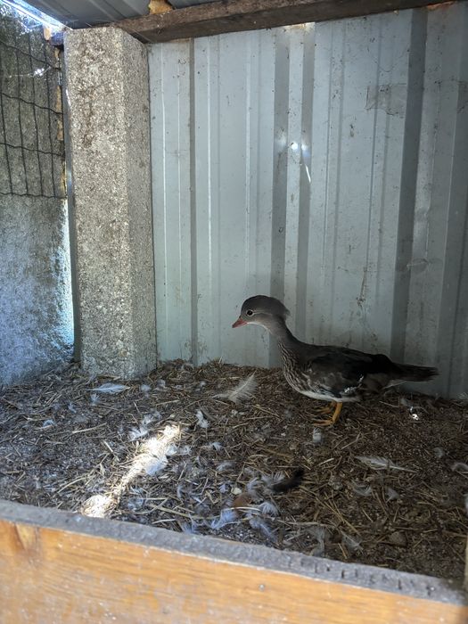 Pato mandarim macho