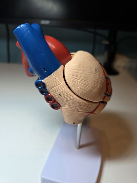 1:1 Anatomiczny Model Ludzkiego Serca