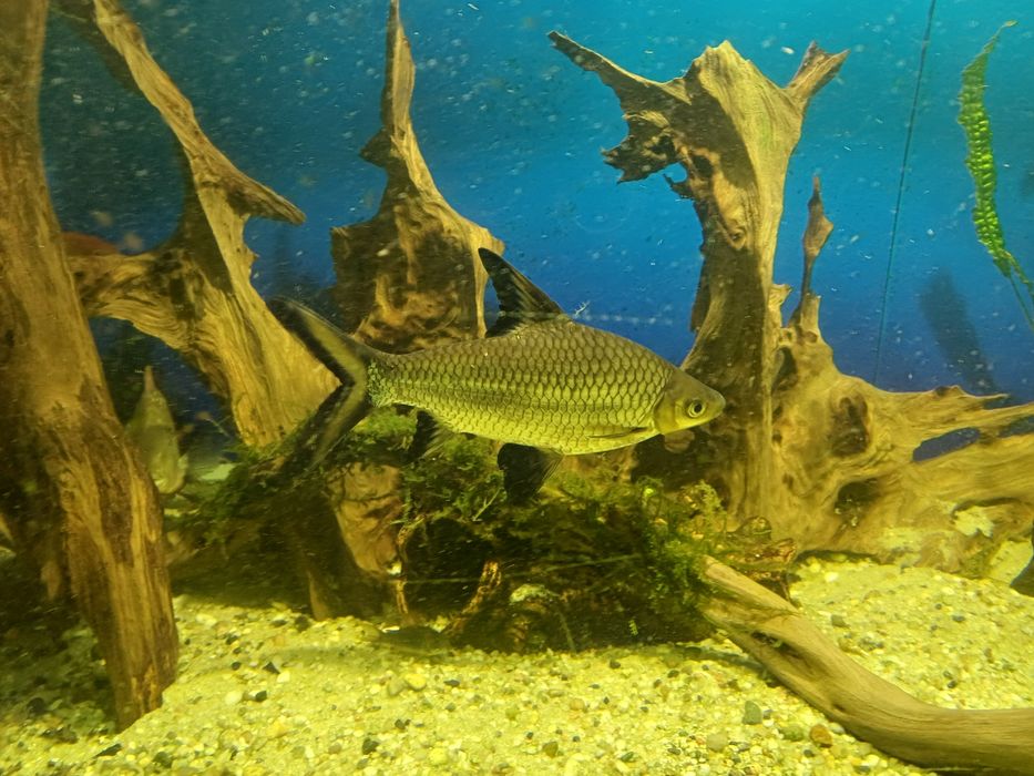 Brzanka rekinia xxl 24 cm