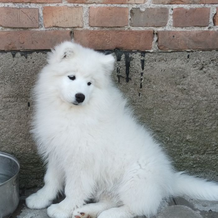 SAMOYED szczenię