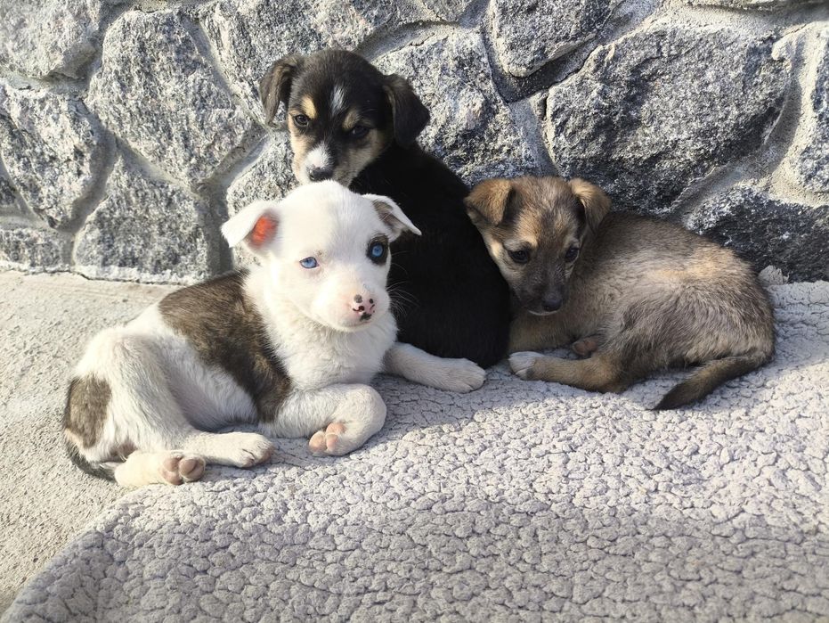 Віддам собачок Гайсин