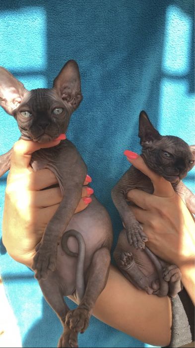 Dostępny w hodowli kociaki. Biały Czarny na Już ‼️ Wwa Sfinks • Sphynx