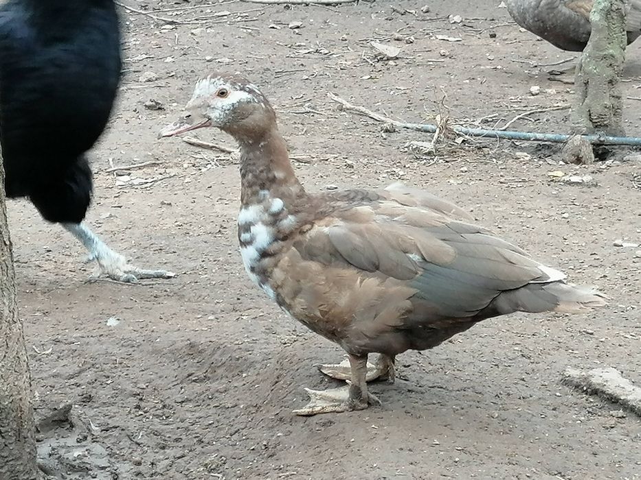 Patos mudos castanhos