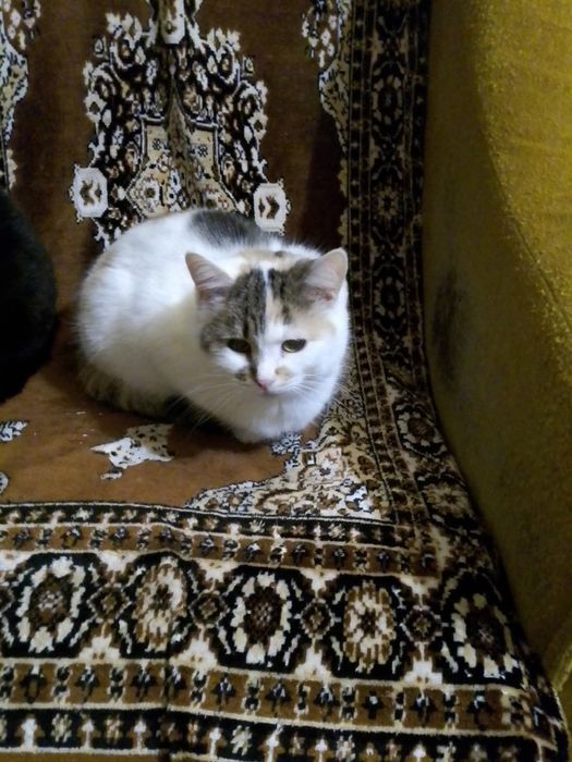 Мілая сиротка Міла в пошуку сім'ї