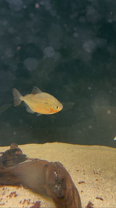 Varios peixes jumbos