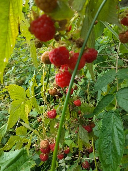 Житло для жінки пенсійного віку
