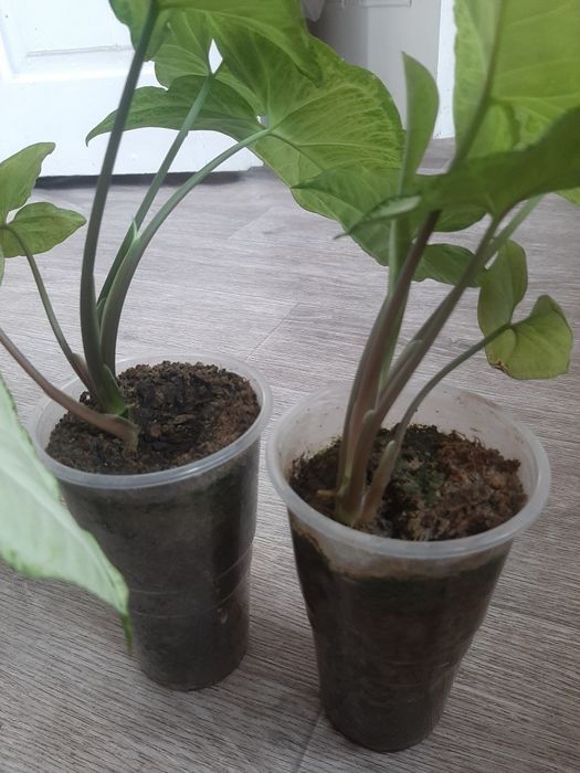 Сингоніум, 3 вазони