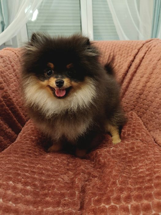 Szpic miniaturowy/Pomeranian BezoweLove ZKwP FCI