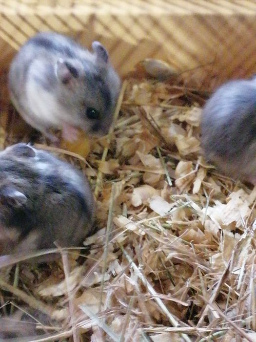 Хомячки джунгарики, хомяки джунгарские