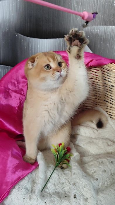 Очень ласковый котик золотая шиншилла висловухие мальчик девочка