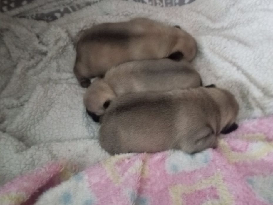 Мопсята з документами від заводчика