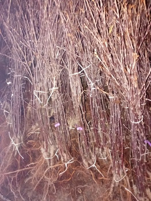 Drzewka owocowe . wiosenna wyprzedaże