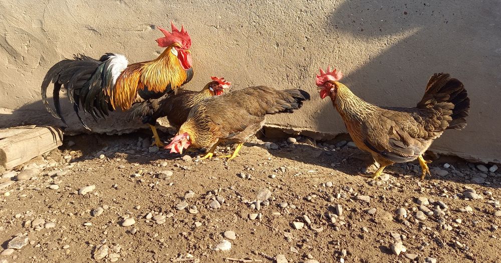 Продаж Інкубаційних яєць породистих курей