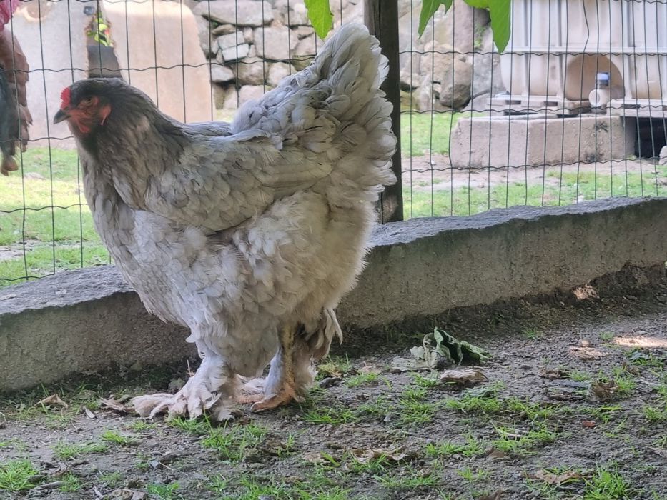 Galinha Brahma azul