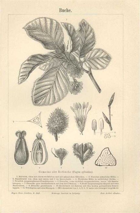 Drzewo II  oryginalna XIX w. grafika