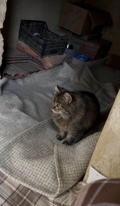 пухнаста маленька кішечка таббі кіт кішка киця стерилізована вік 1 рік