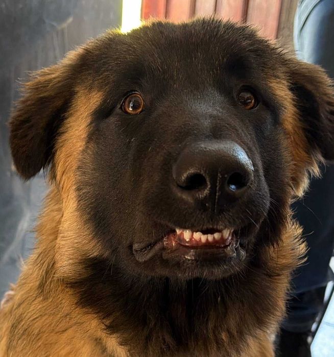 Cão para adopção