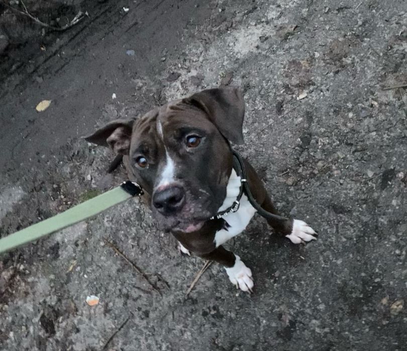 Стафф стаффорд с документами КСУ