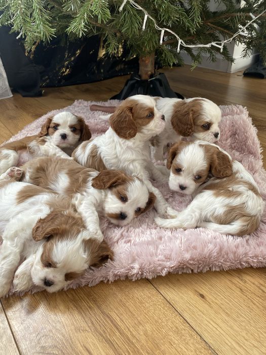 Szczeniaki cavalier king charles spaniel