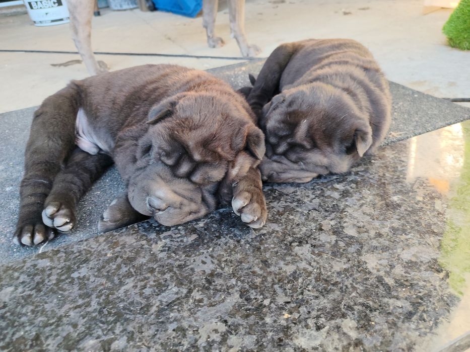 Cachorrinho sharpei