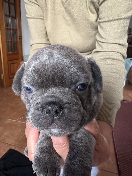 Buldog Francês macho