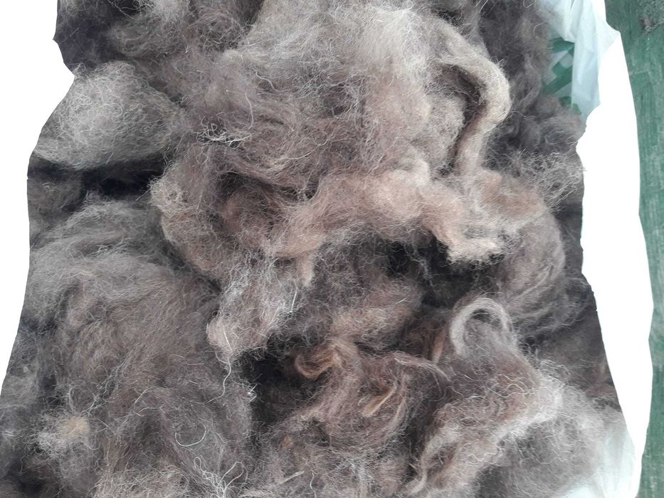 шерсть чау чау(рыжая и черная)