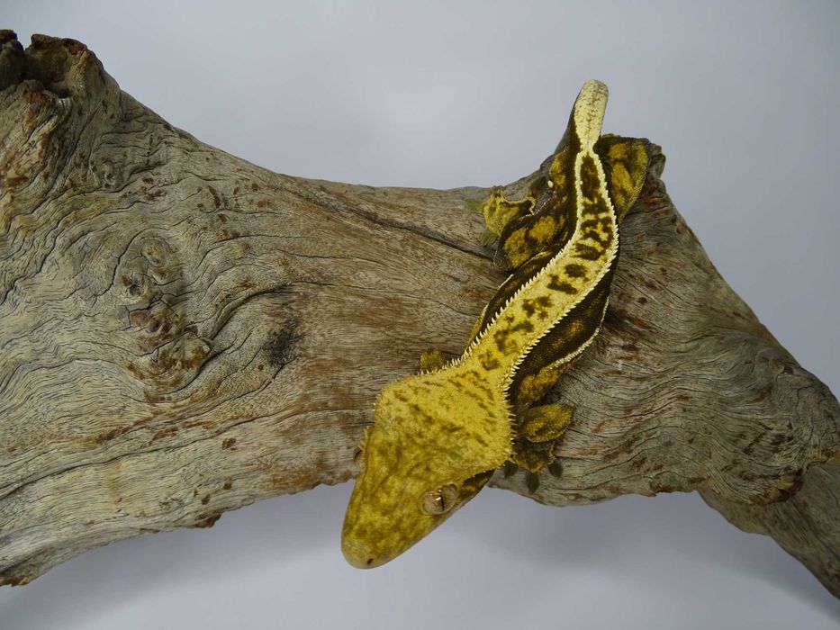 Gekon Orzęsiony samiec Pinstripe