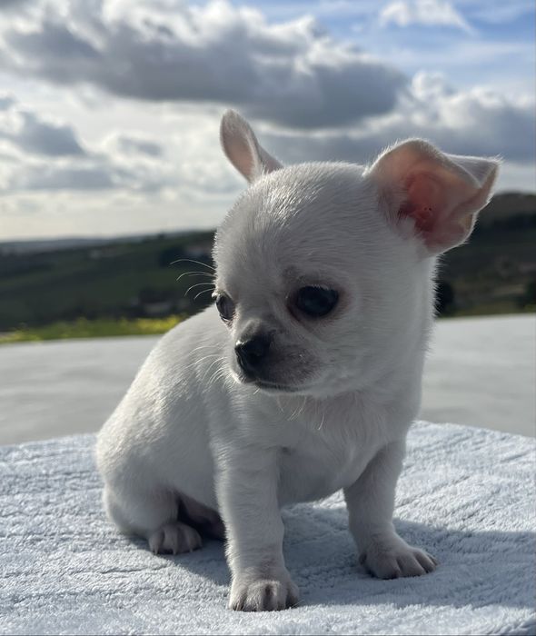 Chihuahua Macho Pelo Curto