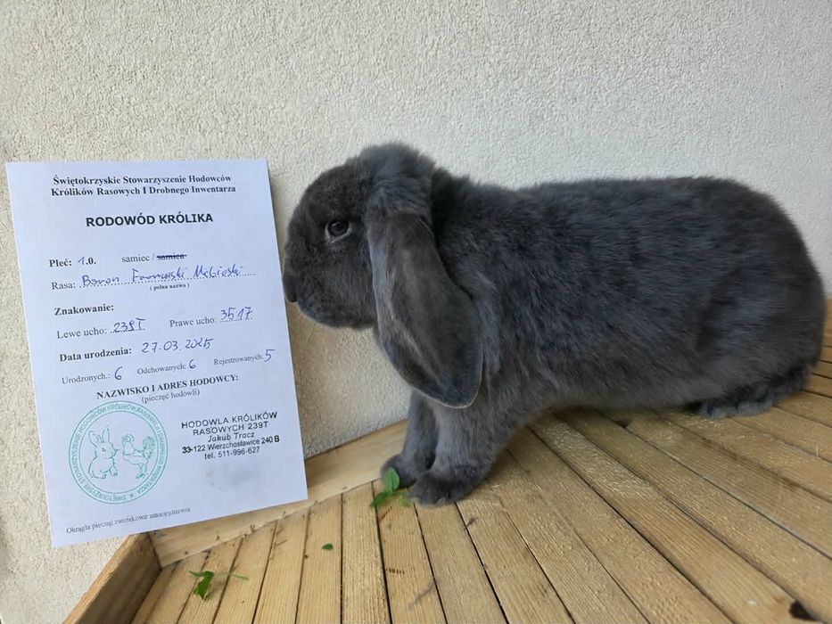 Barany Francuskie Niebieskie