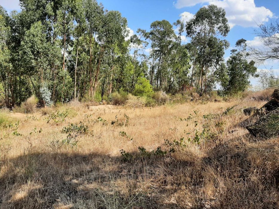 Terreno Rústico com Vinha (3.640 m²) – Salgueiro do Campo, Castelo Branco