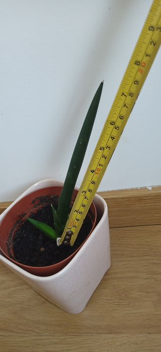 Lança de São Jorge